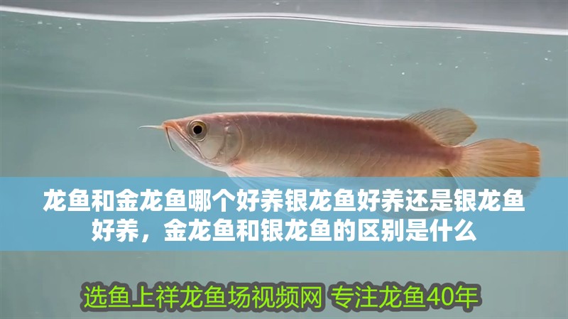 龍魚和金龍魚哪個好養(yǎng)銀龍魚好養(yǎng)還是銀龍魚好養(yǎng)，金龍魚和銀龍魚的區(qū)別是什么 龍魚和金龍魚哪個好養(yǎng)銀龍魚好養(yǎng)還是銀龍魚好養(yǎng)，金龍魚和銀龍魚的區(qū)別是什么 觀賞魚百科 第4張