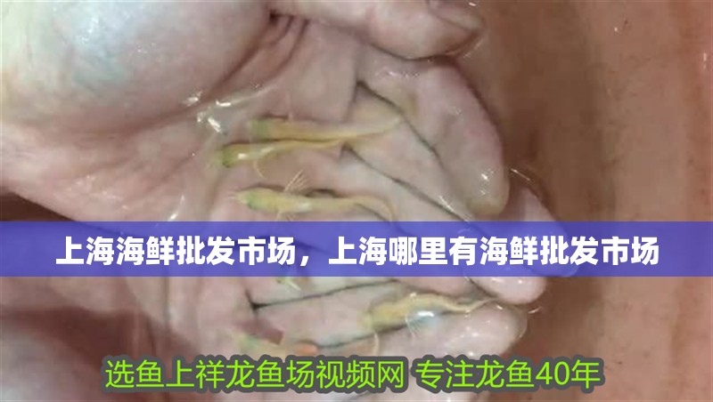 <strong><mark>上海</mark></strong>海鮮批發(fā)市場，<strong><mark>上海</mark></strong>哪里有海鮮批發(fā)市場