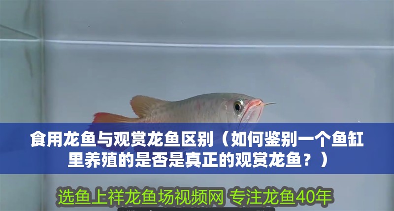 食用龍魚與觀賞龍魚區別（如何鑒別一個魚缸里養殖的是否是真正的觀賞龍魚？）