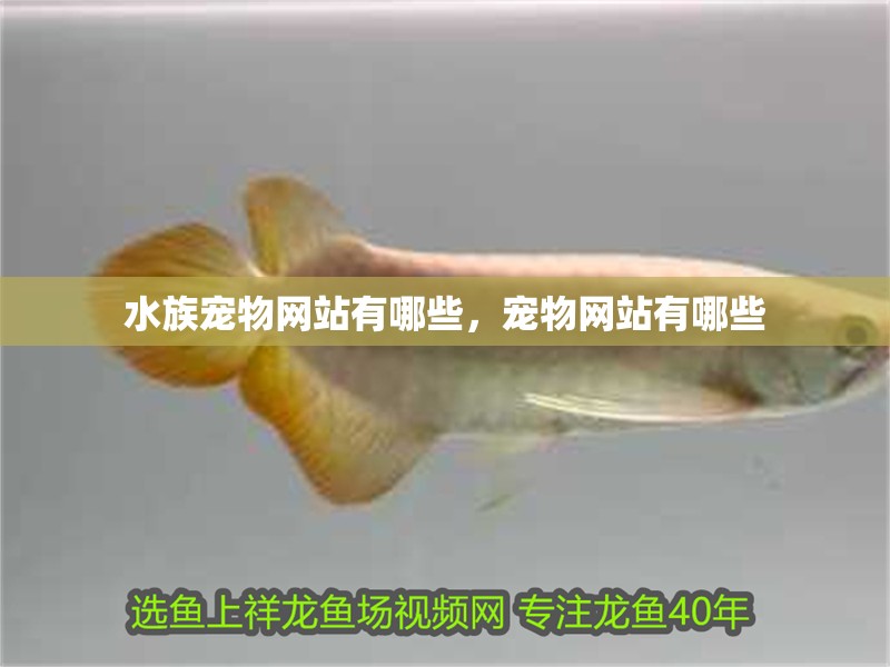 水族寵物網站有哪些，寵物網站有哪些