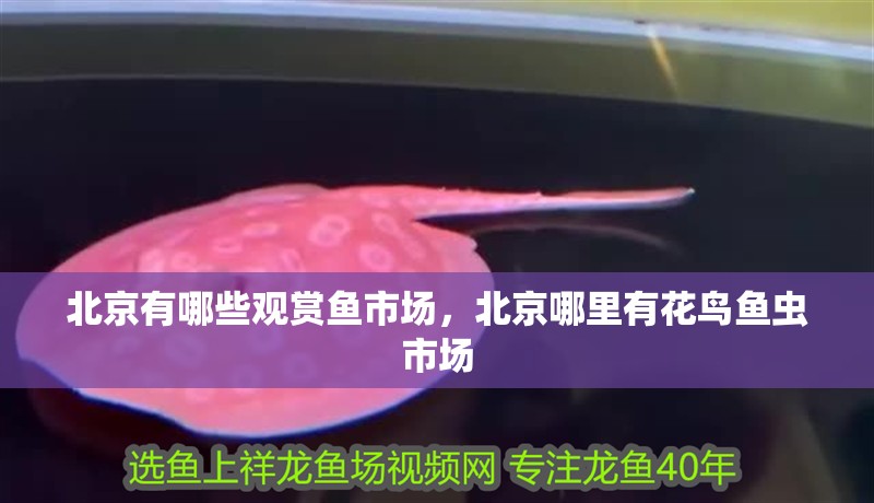 北京有哪些觀賞魚市場(chǎng)，北京哪里有花鳥魚蟲市場(chǎng) 北京有哪些觀賞魚市場(chǎng)，北京哪里有花鳥魚蟲市場(chǎng) 觀賞魚百科