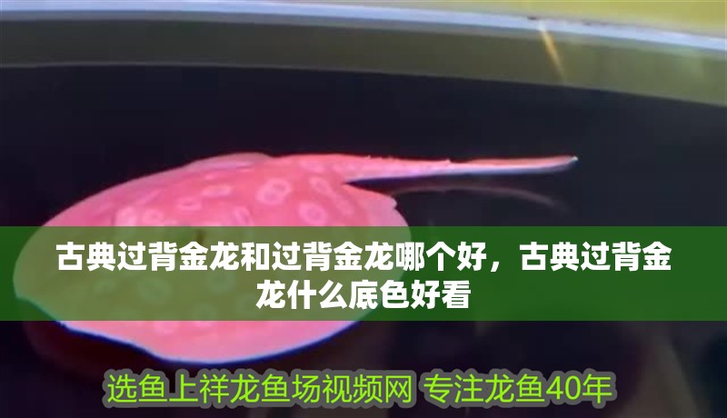 古典過背金龍和過背金龍哪個好，古典過背金龍什么底色好看