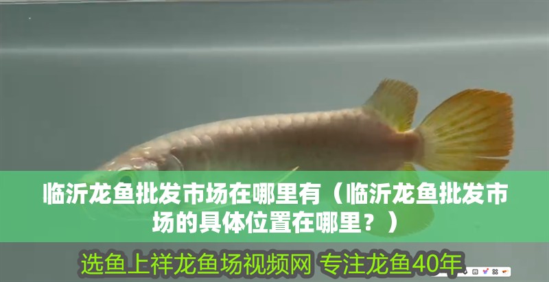 臨沂龍魚批發(fā)市場在哪里有（臨沂龍魚批發(fā)市場的具體位置在哪里？）