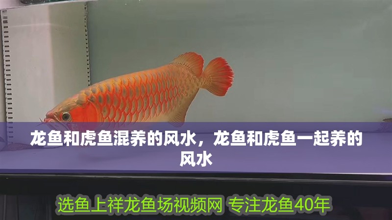 龍魚和虎魚混養的風水，龍魚和虎魚一起養的風水