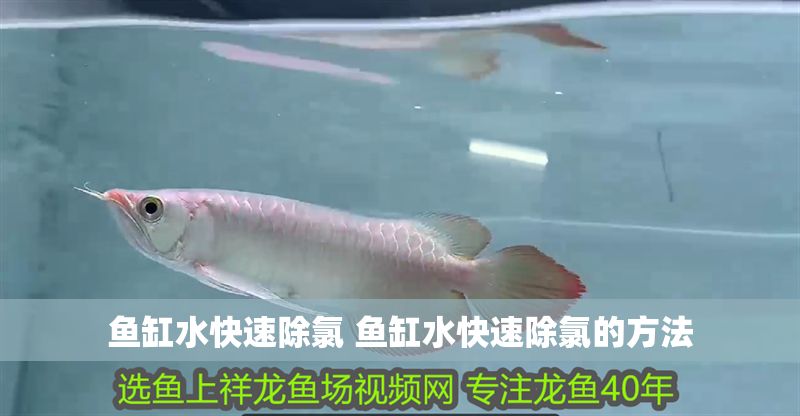 魚(yú)缸水快速除氯 魚(yú)缸水快速除氯的方法