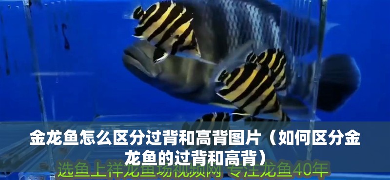 金龍魚怎么區(qū)分過背和高背圖片(如何區(qū)分金龍魚的過背和高背) 觀賞魚百科 第2張 金龍魚怎么區(qū)分過背和高背圖片(如何區(qū)分金龍魚的過背和高背) 金龍魚怎么區(qū)分過背和高背圖片(如何區(qū)分金龍魚的過背和高背) 觀賞魚百科 第2張