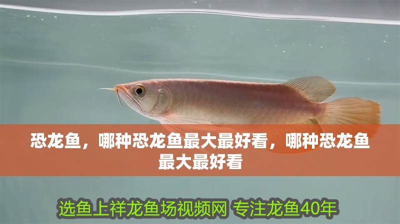 恐龍魚，哪種恐龍魚最大最好看，哪種恐龍魚最大最好看
