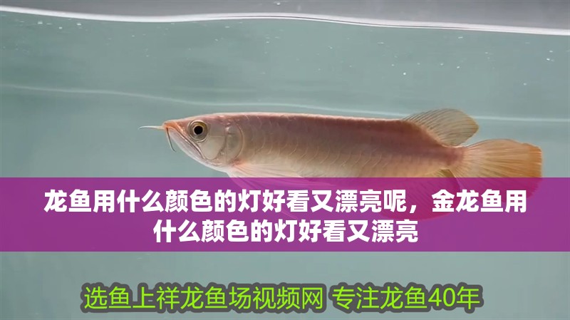 龍魚用什么顏色的燈好看又漂亮呢，金龍魚用什么顏色的燈好看又漂亮