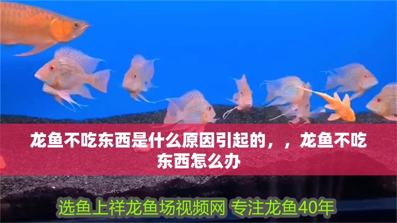 龍魚不吃東西是什么原因引起的，，龍魚不吃東西怎么辦