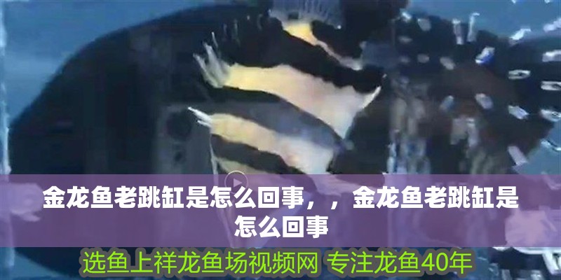 金龍魚老跳缸是怎么回事，，金龍魚老跳缸是怎么回事 金龍魚老跳缸是怎么回事，，金龍魚老跳缸是怎么回事 觀賞魚百科 第2張