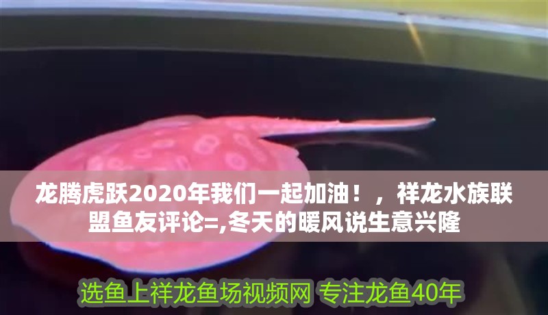 龍騰虎躍2020年我們一起加油！，祥龍水族聯盟魚友評論=,冬天的暖風說生意興隆