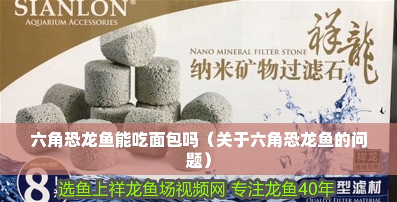 六角恐龍魚能吃面包嗎（關于六角恐龍魚的問題）