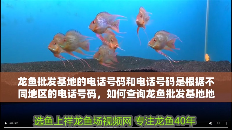 龍魚(yú)批發(fā)基地的電話號(hào)碼和電話號(hào)碼是根據(jù)不同地區(qū)的電話號(hào)碼，如何查詢龍魚(yú)批發(fā)基地地址和電話號(hào)碼