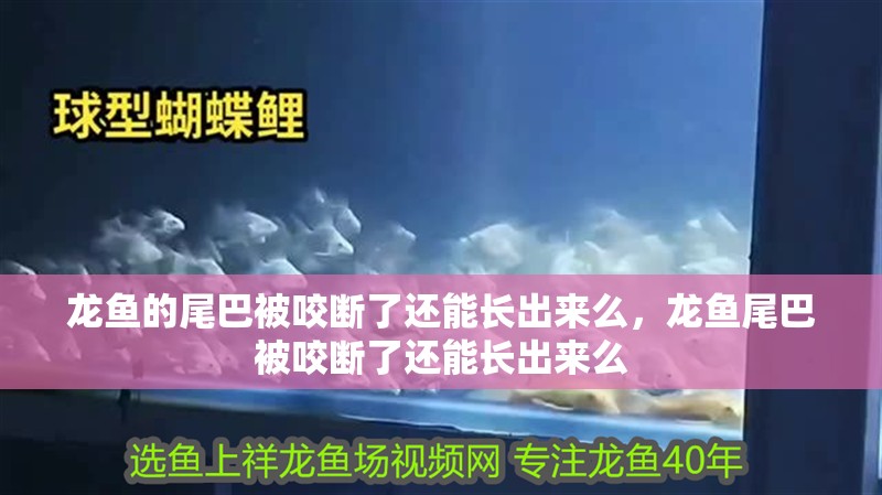 龍魚(yú)的尾巴被咬斷了還能長(zhǎng)出來(lái)么，龍魚(yú)尾巴被咬斷了還能長(zhǎng)出來(lái)么