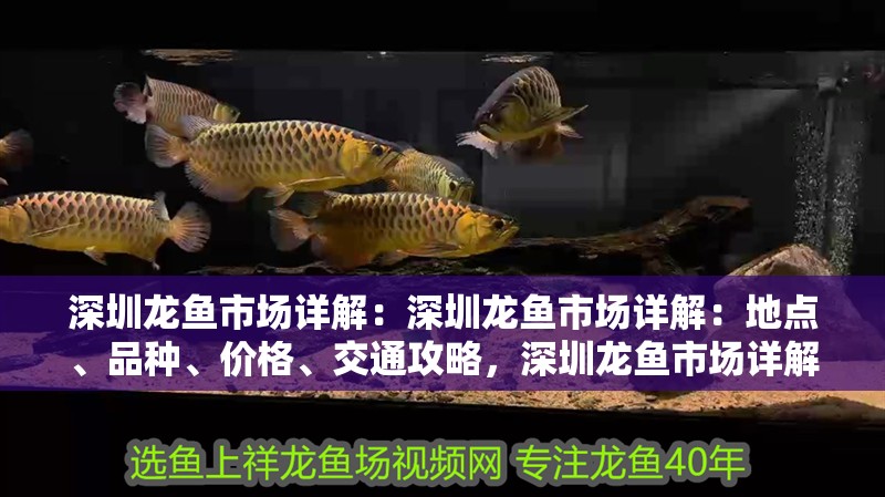 深圳龍魚市場詳解：深圳龍魚市場詳解：地點、品種、價格、交通攻略，深圳龍魚市場詳解