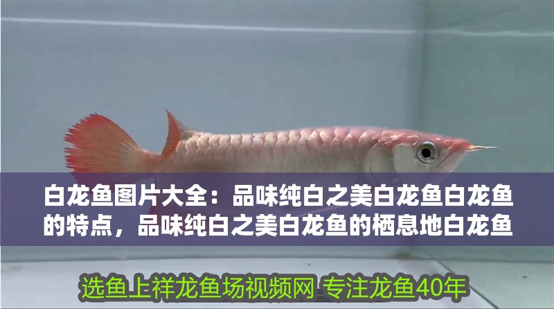 白龍魚圖片大全：品味純白之美白龍魚白龍魚的特點，品味純白之美白龍魚的棲息地白龍魚的繁殖白龍魚的特點 白龍魚圖片大全：品味純白之美白龍魚白龍魚的特點，品味純白之美白龍魚的棲息地白龍魚的繁殖白龍魚的特點 觀賞魚百科 第4張