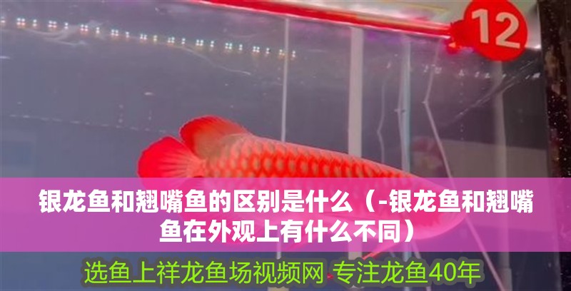 銀龍魚和翹嘴魚的區別是什么（-銀龍魚和翹嘴魚在外觀上有什么不同）