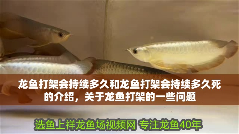龍魚打架會持續(xù)多久和龍魚打架會持續(xù)多久死的介紹，關(guān)于龍魚打架的一些問題