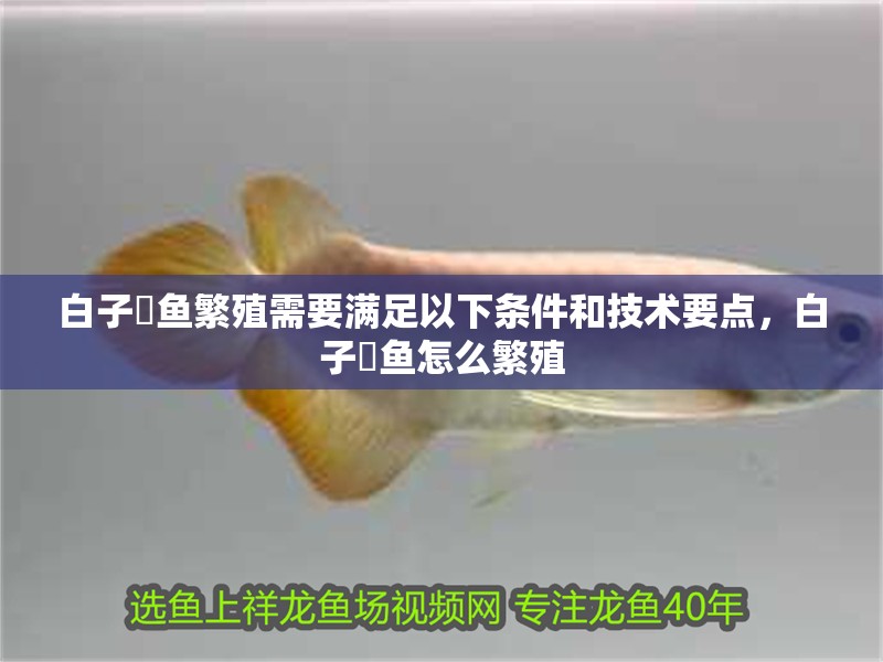 白子魟魚繁殖需要滿足以下條件和技術要點，白子魟魚怎么繁殖