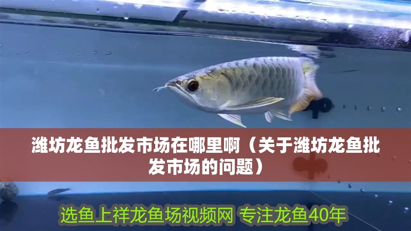 濰坊龍魚批發市場在哪里啊（關于濰坊龍魚批發市場的問題）