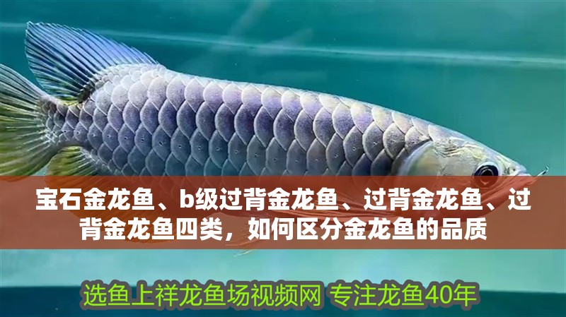 寶石金龍魚(yú)、b級(jí)過(guò)背金龍魚(yú)、過(guò)背金龍魚(yú)、過(guò)背金龍魚(yú)四類(lèi)，如何區(qū)分金龍魚(yú)的品質(zhì)