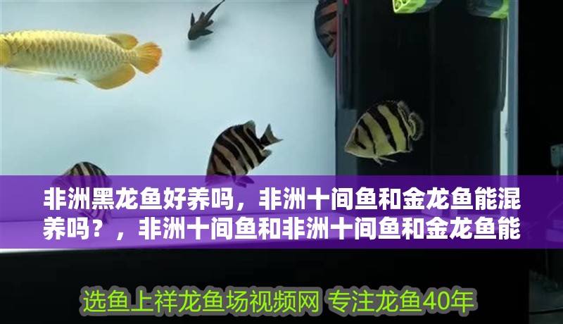 非洲黑龍魚好養嗎，非洲十間魚和金龍魚能混養嗎？，非洲十間魚和非洲十間魚和金龍魚能混養嗎，非洲黑龍魚好養嗎
