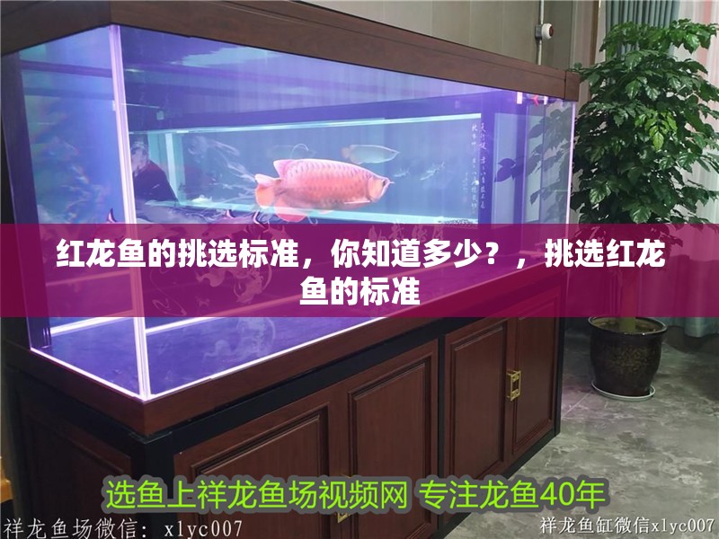 紅龍魚的挑選標準，你知道多少？，挑選紅龍魚的標準