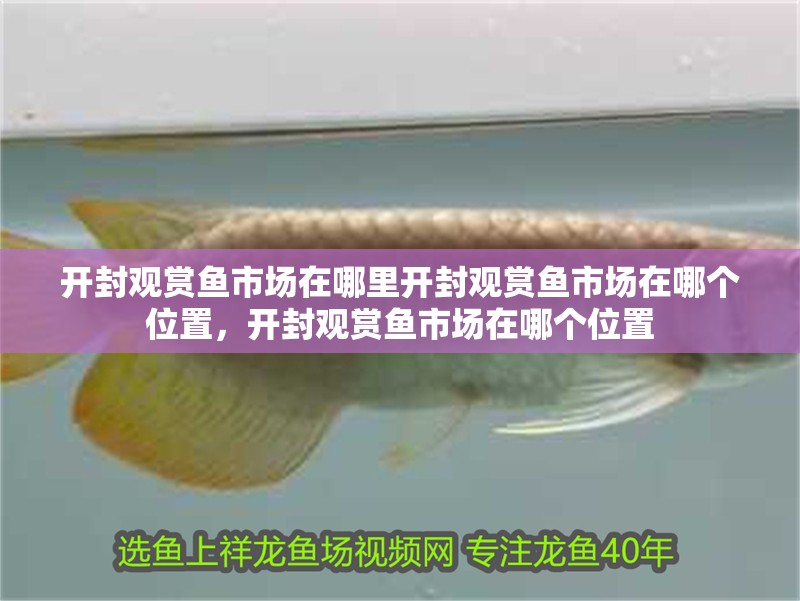 開封觀賞魚市場在哪里開封觀賞魚市場在哪個位置，開封觀賞魚市場在哪個位置