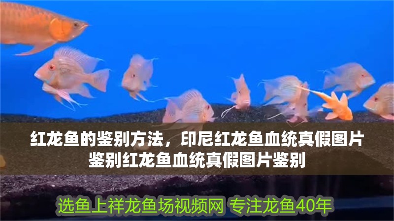 紅龍魚(yú)的鑒別方法，印尼紅龍魚(yú)血統(tǒng)真假圖片鑒別紅龍魚(yú)血統(tǒng)真假圖片鑒別