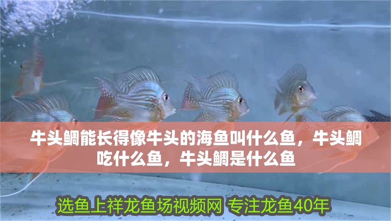 牛頭鯛能長得像牛頭的海魚叫什么魚，牛頭鯛吃什么魚，牛頭鯛是什么魚