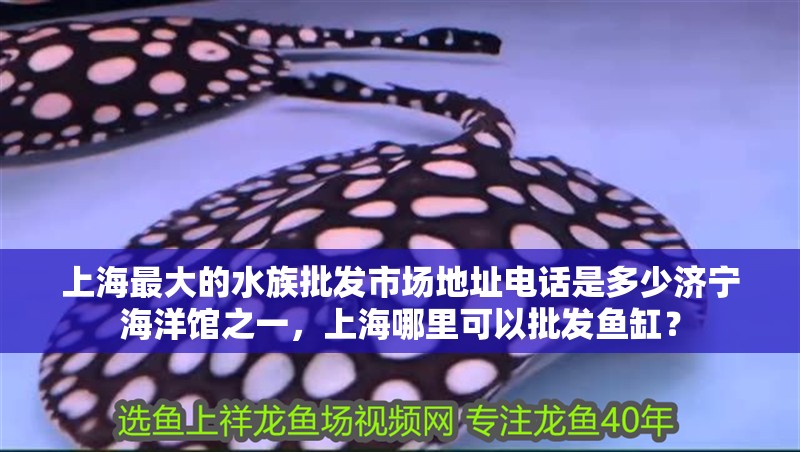 上海最大的水族批發(fā)市場地址電話是多少濟寧海洋館之一,上海哪里可以批發(fā)魚缸? 觀賞魚百科 第2張 上海最大的水族批發(fā)市場地址電話是多少濟寧海洋館之一,上海哪里可以批發(fā)魚缸? 上海最大的水族批發(fā)市場地址電話是多少濟寧海洋館之一,上海哪里可以批發(fā)魚缸? 觀賞魚百科 第2張