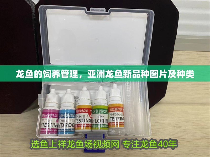 龍魚的飼養管理，亞洲龍魚新品種圖片及種類