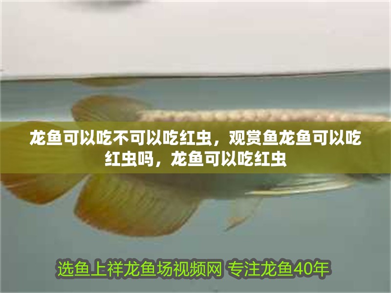 龍魚可以吃不可以吃紅蟲，觀賞魚龍魚可以吃紅蟲嗎，龍魚可以吃紅蟲