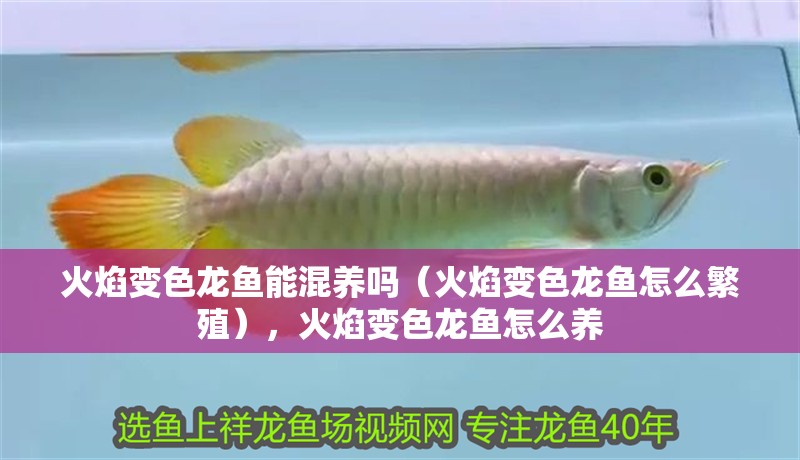 火焰變色龍魚能混養嗎（火焰變色龍魚怎么繁殖），火焰變色龍魚怎么養