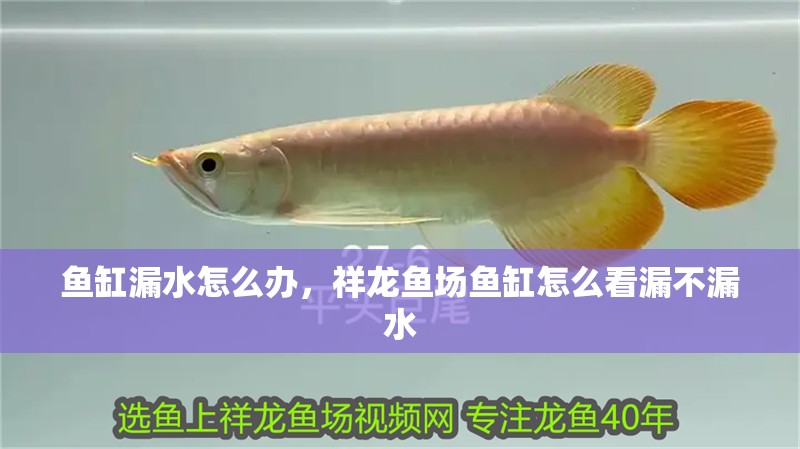 魚缸漏水怎么辦，祥龍魚場魚缸怎么看漏不漏水
