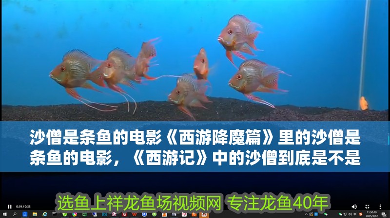 沙僧是條魚的電影《西游降魔篇》里的沙僧是條魚的電影，《西游記》中的沙僧到底是不是動物？