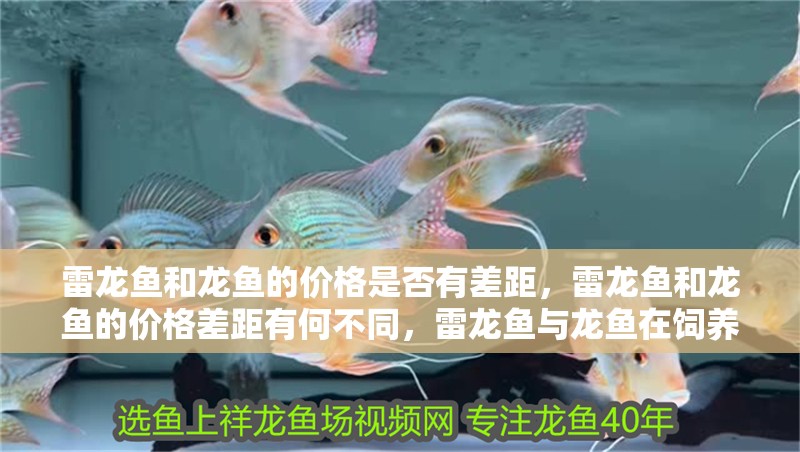 雷龍魚和龍魚的價格是否有差距，雷龍魚和龍魚的價格差距有何不同，雷龍魚與龍魚在飼養方式上有何不同？