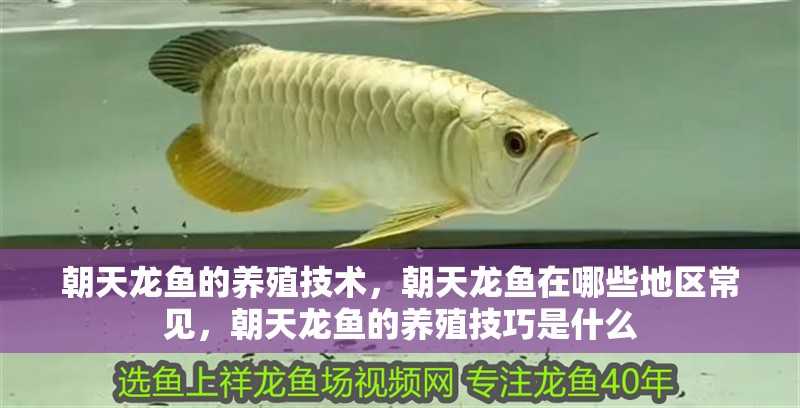朝天龍魚的養殖技術，朝天龍魚在哪些地區常見，朝天龍魚的養殖技巧是什么
