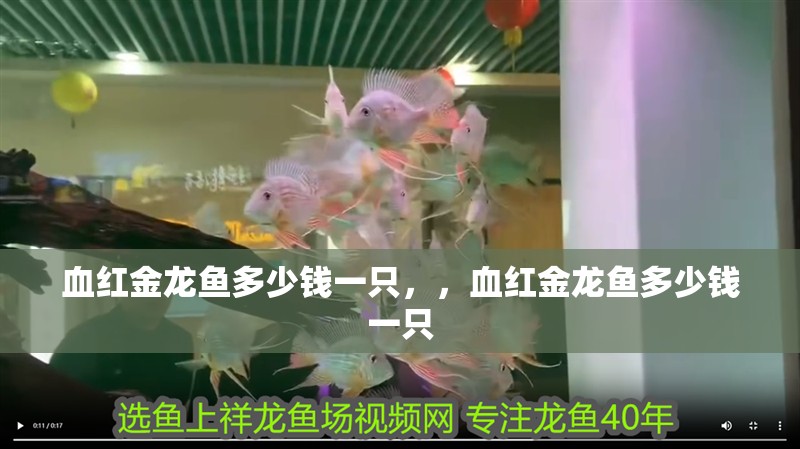 血紅金龍魚多少錢一只，，血紅金龍魚多少錢一只