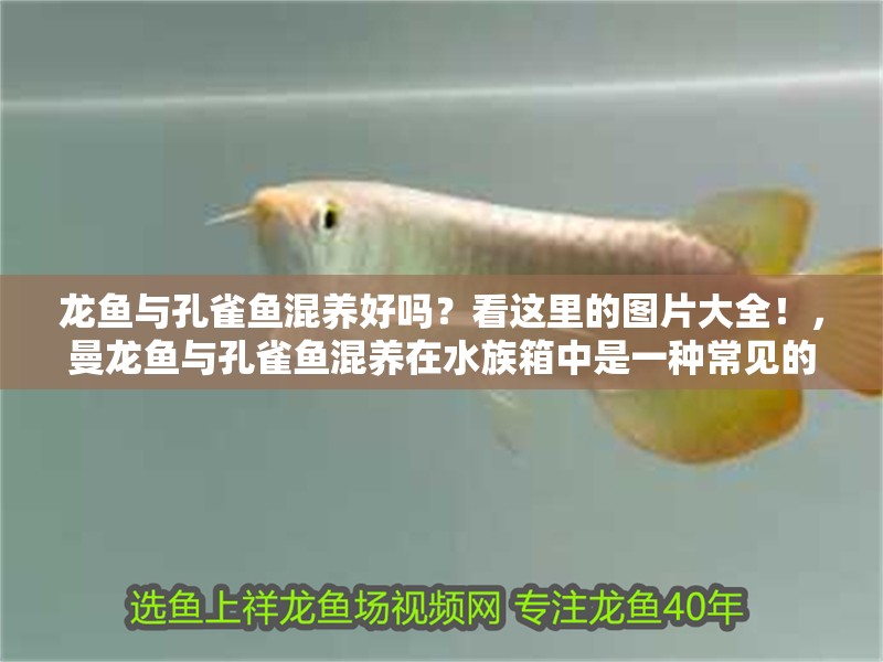 龍魚與孔雀魚混養好嗎？看這里的圖片大全！，曼龍魚與孔雀魚混養在水族箱中是一種常見的養殖方式