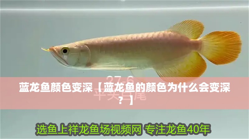 藍(lán)龍魚(yú)顏色變深【藍(lán)龍魚(yú)的顏色為什么會(huì)變深？】