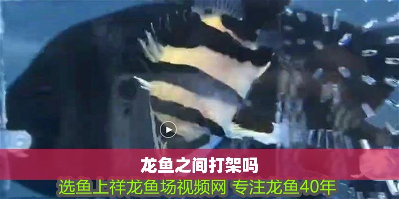 龍魚之間打架嗎
