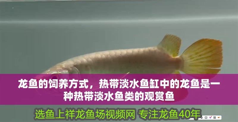 龍魚的飼養方式，熱帶淡水魚缸中的龍魚是一種熱帶淡水魚類的觀賞魚