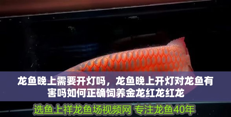 龍魚晚上需要開燈嗎，龍魚晚上開燈對龍魚有害嗎如何正確飼養金龍紅龍紅龍