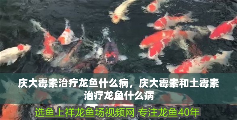 慶大霉素治療龍魚什么病，慶大霉素和土霉素治療龍魚什么病