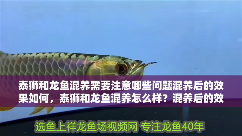 泰獅和龍魚混養需要注意哪些問題混養后的效果如何，泰獅和龍魚混養怎么樣？混養后的效果如何？