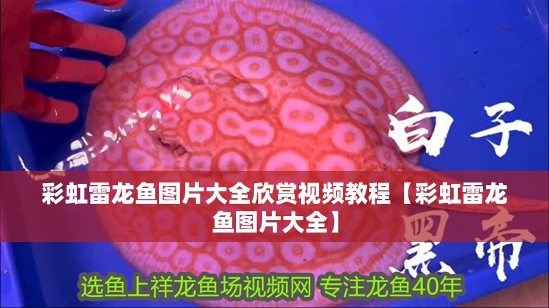 彩虹雷龍魚圖片大全欣賞視頻教程【彩虹雷龍魚圖片大全】