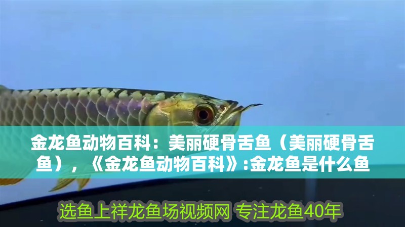 金龍魚(yú)動(dòng)物百科：美麗硬骨舌魚(yú)（美麗硬骨舌魚(yú)），《金龍魚(yú)動(dòng)物百科》:金龍魚(yú)是什么魚(yú) 金龍魚(yú)動(dòng)物百科：美麗硬骨舌魚(yú)（美麗硬骨舌魚(yú)），《金龍魚(yú)動(dòng)物百科》:金龍魚(yú)是什么魚(yú) 觀賞魚(yú)百科 第5張