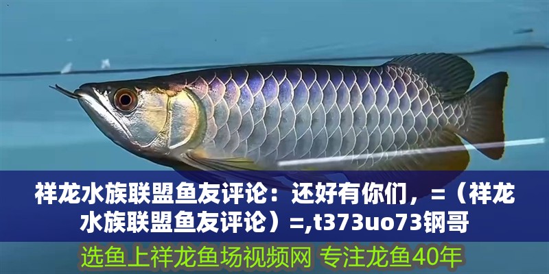 祥龍水族聯(lián)盟魚友評論：還好有你們，=（祥龍水族聯(lián)盟魚友評論）=,t373uo73鋼哥