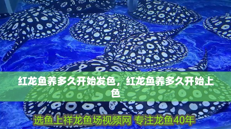 紅龍魚(yú)養(yǎng)多久開(kāi)始發(fā)色，紅龍魚(yú)養(yǎng)多久開(kāi)始上色